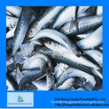 frozen sardine seafood in fish fine quality supplier